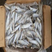 Frozen seafood  canned   fish  sardine for canning mill