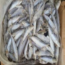 small 20-30pcs/KG fresh frozen sardine fish for canning manufacturer
