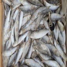 20-30Pcs/KG landfrozen frozen indian oil sardine for canning in good price