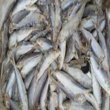frozen products  raw   material  canned fish oil sardine for canning