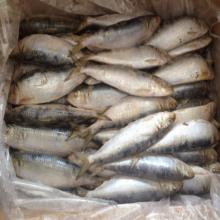 whole round frozen sea fish oil sardine in good quality