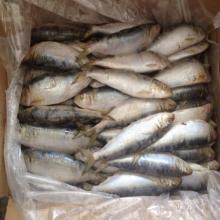 Seafood frozen indian oil sardine sardinella longiceps wholesale