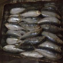 good quality frozen sardine fish(sardinella longiceps) for market