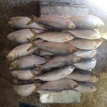 frozen bait fish sardinella fish longiceps wholesale