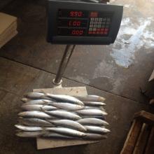 Frozen seafood frozen fish indian sardine oil sardine