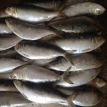Chinese best sardine fish frozen indian oil sardine fish