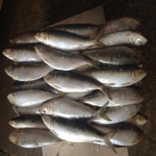 fish sardinella longiceps oil sardine for sale wholesale