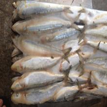 Frozen sardine bait fish indian sardine oil sardine seafood