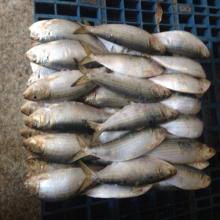 8-10Pcs/KG light caught sardine fish indian oil sardine for tuna bait