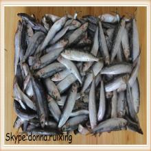 whole frozen fish Frozen sardine sardinella longiceps for canned mill