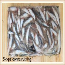sardine raw material frozen canned fish sardine from taiwan strait