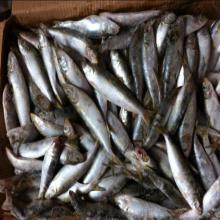 Frozen canned fish indian oil sardine for sale
