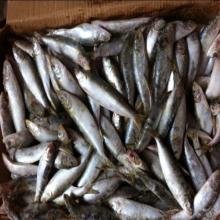 Indian oil whole sardine frozen sardinella longiceps for canned manufacturer