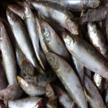 Whole round canned fish indian sardine oil sardine for sale