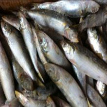 W/R frozen products fish sardine fish indian oil sardine for canned mill