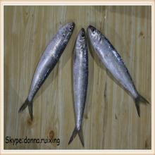 8-10Pcs/KG raw  frozen  sardine fish  sardines  wholesale
