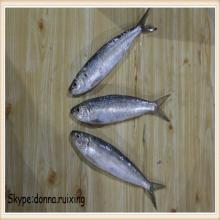 Frozen sardine whole frozen sardine fish wholesale in good price