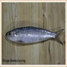 whole frozen sardine fish frozen sardines in high quality