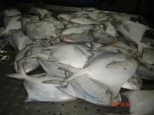 Silver/White Pomfret (Pampus argenteus)