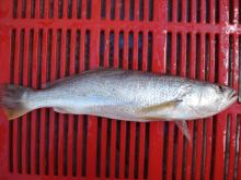 Tiger Tooth  Croaker  (Otolithes rubber)