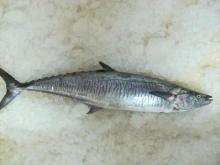 Spanish Mackerel / Seer  Fish 