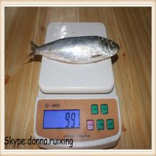 Hot selling frozen fish sardine fish whole frozen from China