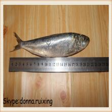 Frozen Chinese sardines whole sardine fish for sale