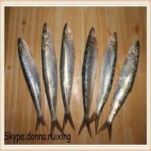 frozen raw material fish whole round indian sardine for human use