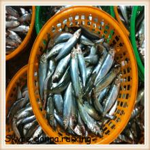 WR sardine  frozen   indian  sardine fish 100-120G