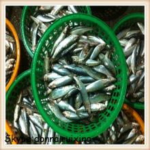 Chinese fish frozen sardine fish sardine frozen WR