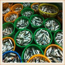 Frozen bait sardines oil sardine fish whole round