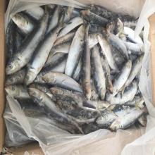 40-50G canned fish sardine WR frozen for canning factory