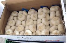 Fresh  garlic   white /Chinese normal  white   garlic 