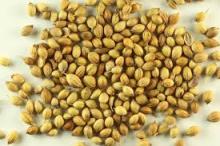 Sell corinder seeds from cameroon