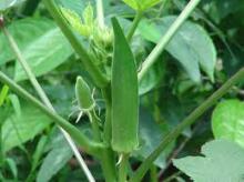 lady finger vegetable (Okra)