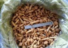  Frozen  Nameko