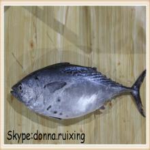 2-3KG/Pcs frozen kawakawa bonito fish Euthynnus Affinis from China supplier