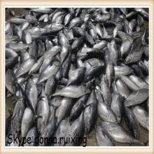 frozen whole round bonito frozen bonito fish for market