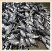 frozen tuna bonito WR bonito fish kawa kawa for international market