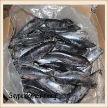 Frozen bonito tuna auxis thazard bonito fish for wholesale