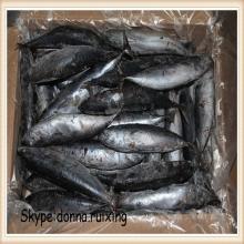 150-200G frozen fish seafood bonito fish auxis thazard bonito tuna for sale