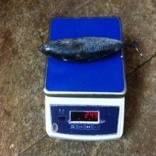 200-300G frozen frigate tuna bonito tuna whole round for human use
