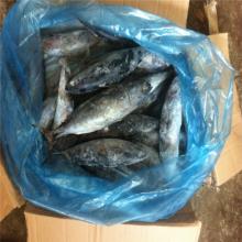 frozen  whole   bonito  tuna mackerel tuna frigate tuna from China companies