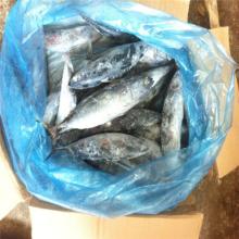 IQF whole round canned fish  frozen   bonito   tuna  fish frigate mackerel