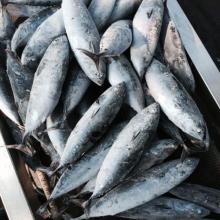 seafood frozen frigate tuna fish bonito fish in high quality