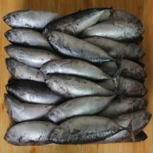2015 new caughting  bonito  frigate tuna  bonito  for market