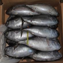 Whole bonito bullet tuna fish from Chinese supplier