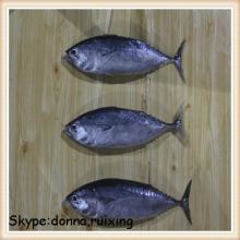 300-500G landfrozen WR bonito tuna bonito for sale