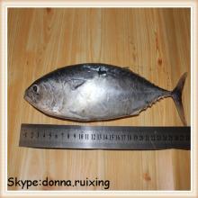 Frozen bonito for sale seafrozen bonito tuna fish frozen bullet tuna