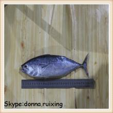 300-500G Frozen bonito tuna bonito fish wholesale from China